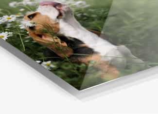 Afbeelding van een hond op ons fotoproduct HD Metal